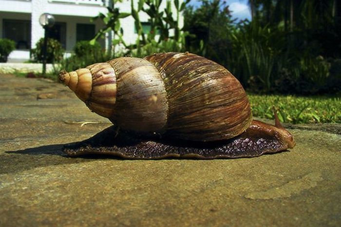 giant-african-land-snail