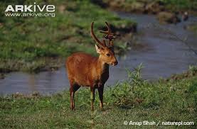 INDIAN HOG DEER